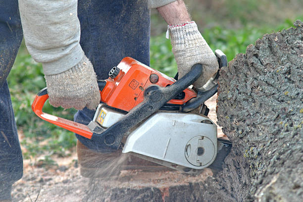 Lawn Renovation and Restoration in La Habra, CA