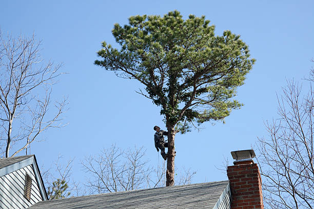 Best Tree Removal  in La Habra, CA